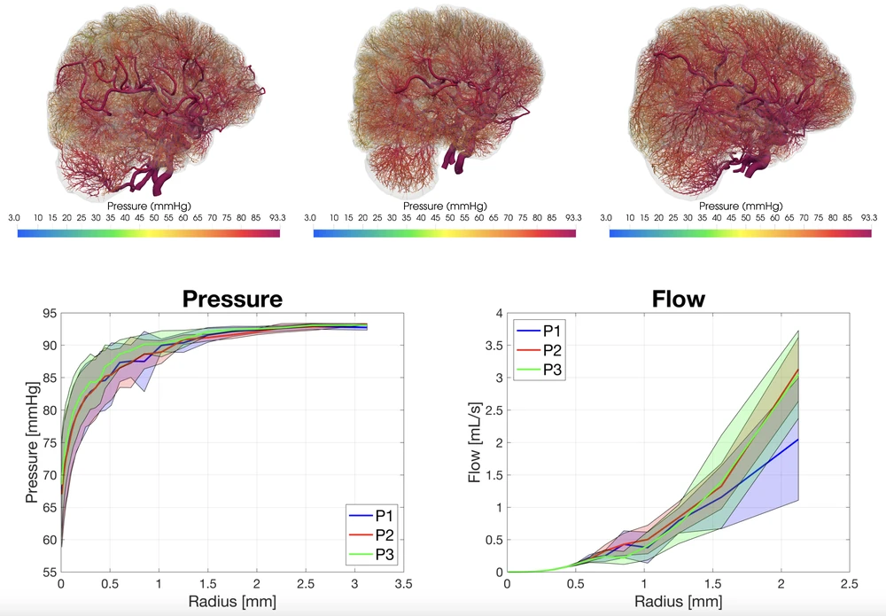 The explicit vascular network coloured by pressure, the terminal vessel–tissue coupling, and the tissue perfusion field — with arterial pressure and branch flow distribution beneath