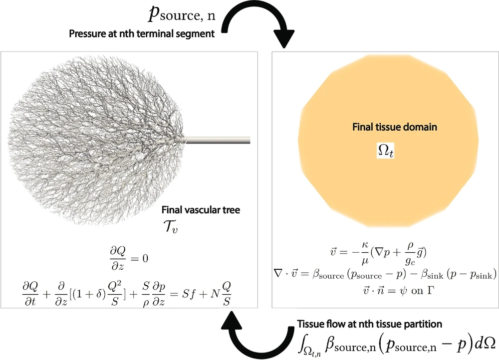 A branching vascular network inside a three-dimensional tissue block — the large vessels drawn explicitly as a one-dimensional network, the small ones absorbed into the continuum, with the exchanges between them marked