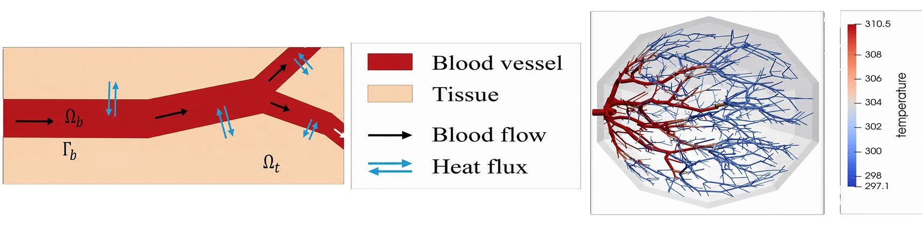 Explicit 1D vascular network, the heat or mass flux exchanged with the surrounding tissue, and the resulting field in the 3D tissue — set against the same case solved as a homogenized bioheat model