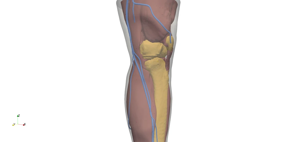 A translucent lower limb with its venous network, the chamber pressure rising, tissue and lumen deforming, and flow rising again on release