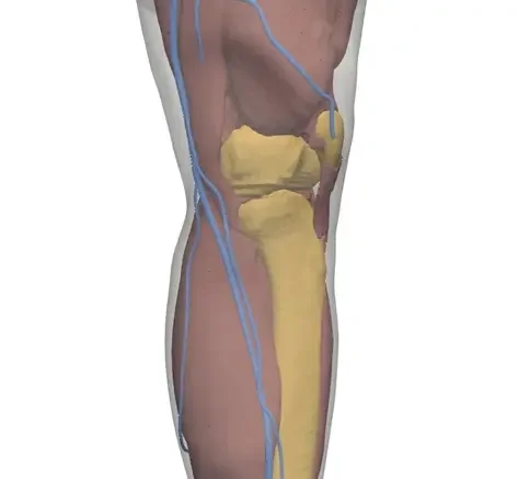 A translucent lower limb with its venous network, the chamber pressure rising, tissue and lumen deforming, and flow rising again on release